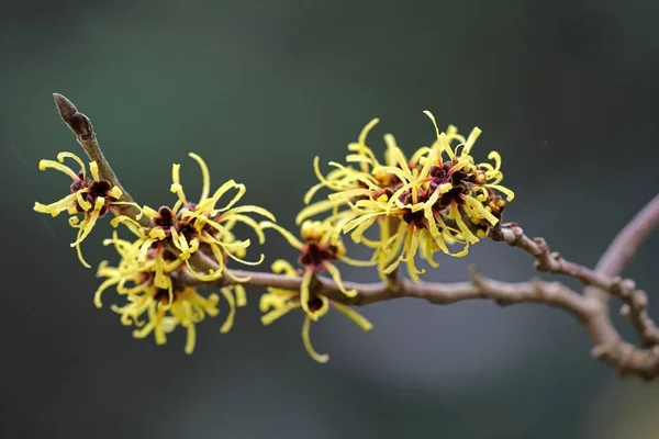 Image result for FREE ROYALTY Witch Hazel Plum