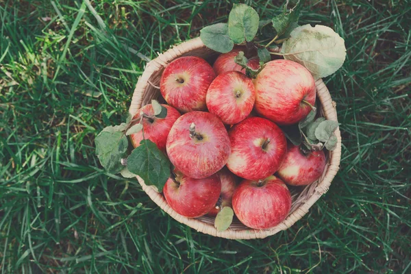 Basket with apples harvest on grass in garden, top view