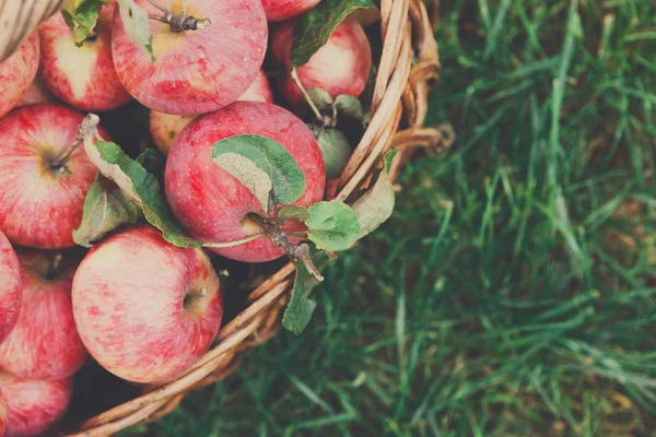 Basket with apples harvest in garden, top view