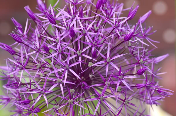 Purple garlic flower close up.