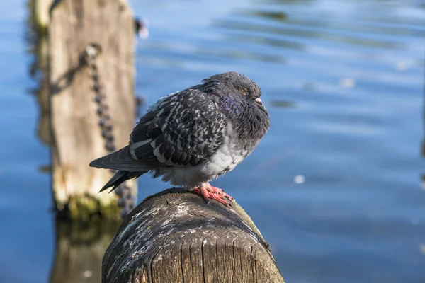A pigeon perched on a wooden post