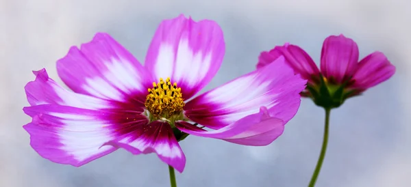 Two pink Cosmos flowers isolated.