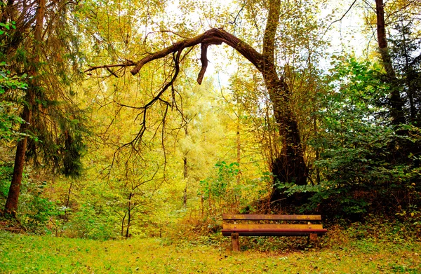 Wooden bench in forest.