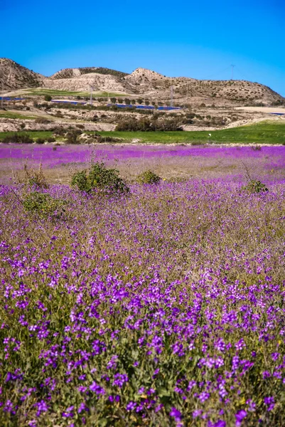 Field of violet spring flowers in La Heradura, Spain
