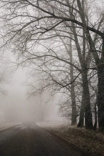 Foggy road and forest trees. Early morning landscape, frost on the ground. noise film effect. vertical