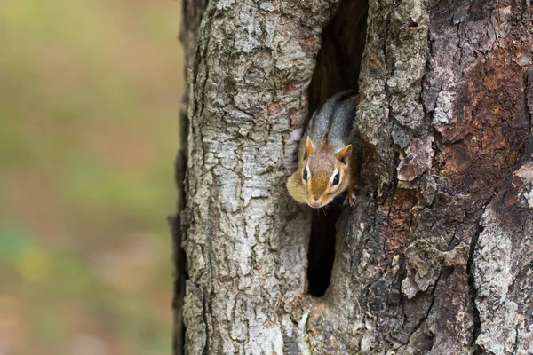 Eastern Chipmunk (Tamias), smallest member of the squirrel family comes comes out of hiding in his hole in a maple tree,