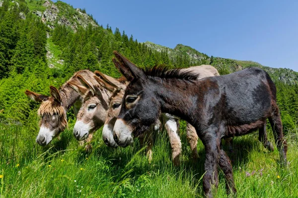 Curious funny donkeys with mountains in background