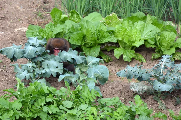 Wild Japanese macaque monkey stealing food from a human garden in Kyoto