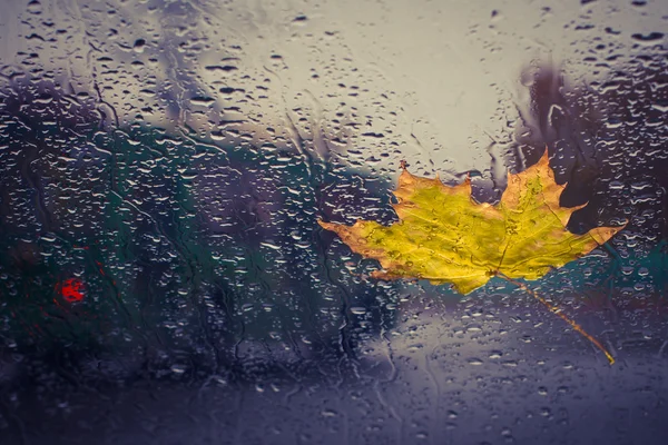 Fallen yellow leaf and rain drops