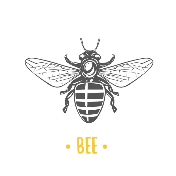 Vectores de stock de Abejorro, ilustraciones de Abejorro sin royalties