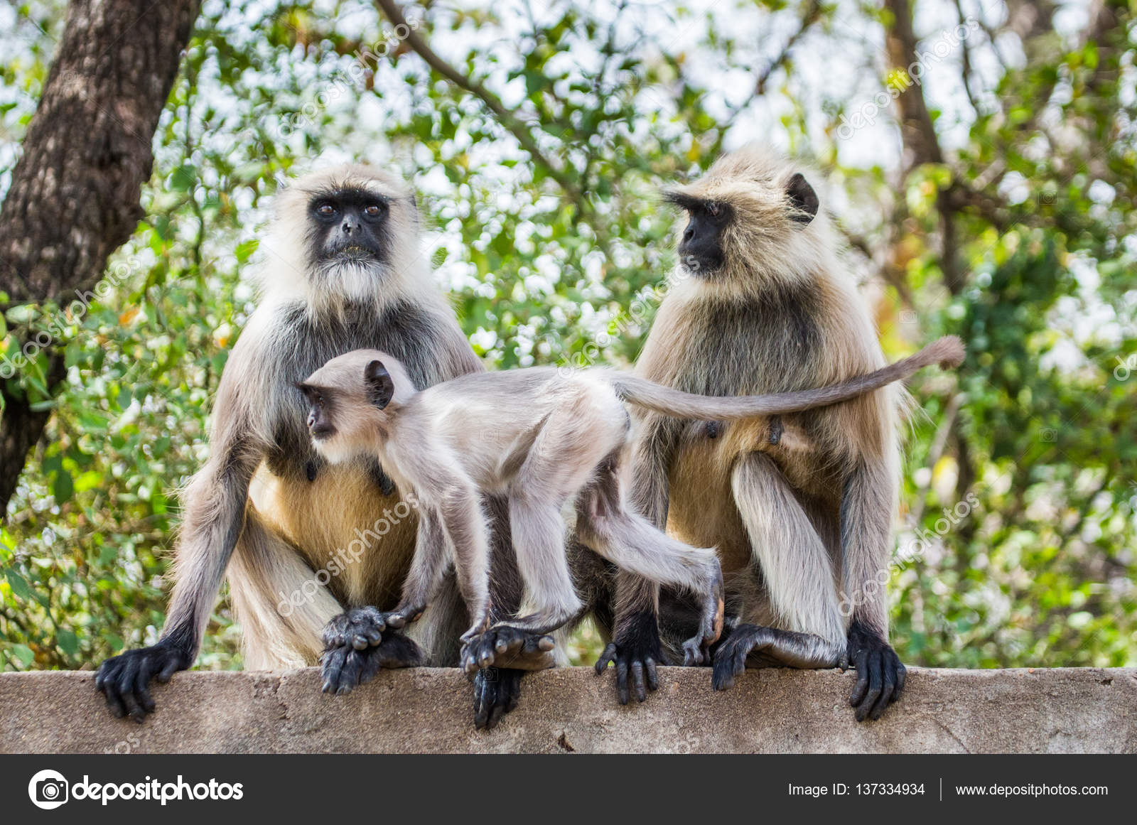 Картинки по запросу сидя на заборе
