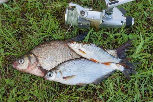 Common bream fish and silver bream or white bream fish, roach fi