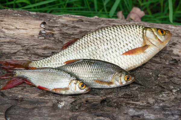 Several common rudd fish on natural background.