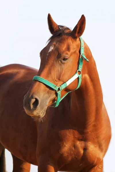Chestnut colored anglo arabian stallion posing in studio