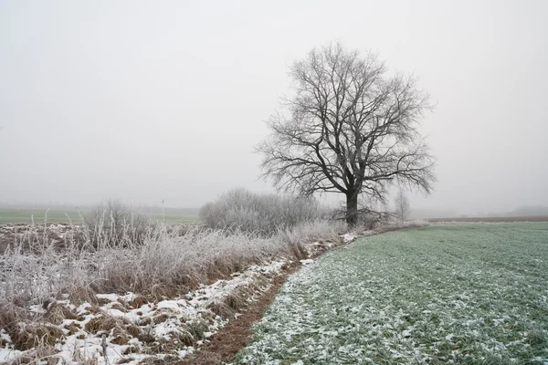 Mysterious foggy winter field landscape