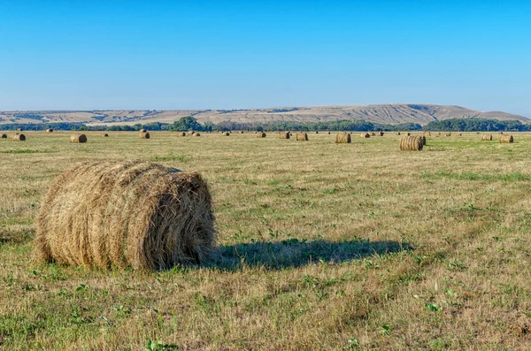 Straw bales on farmland at sunset. Haystacks lay on yellow field in golden light of setting sun. Blue sky, green small trees and chulk hills on background. Beautiful landscape lit by sun