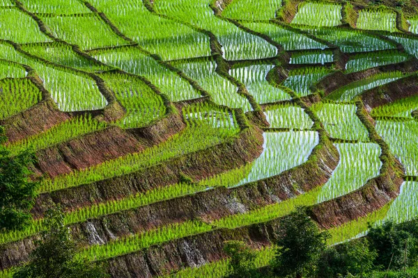 Stepping rice farm