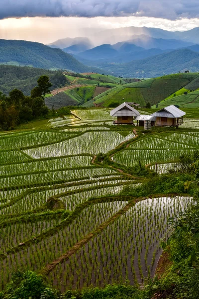 Stepping rice farm