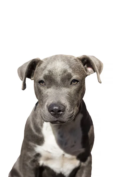 Cute pit bull terrier puppy sitting on a white background.