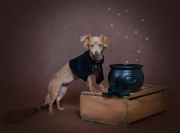Small russet dog in a costume of witch