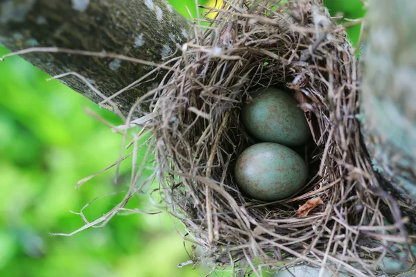 Bird nest in nature