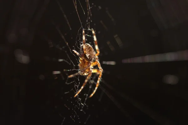 Macro spider on the web