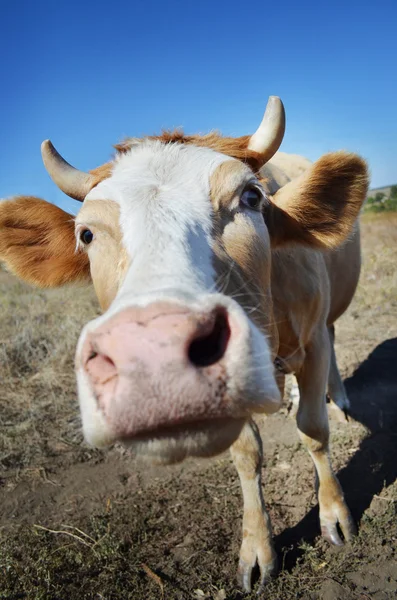 Funny cow close up