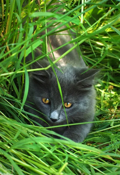 Black Ca in the grass