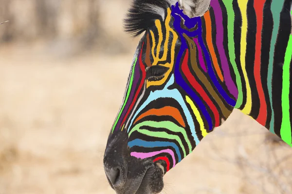 Head of multi colored zebra
