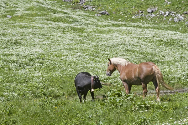 Horse and cow in an alpine meadow