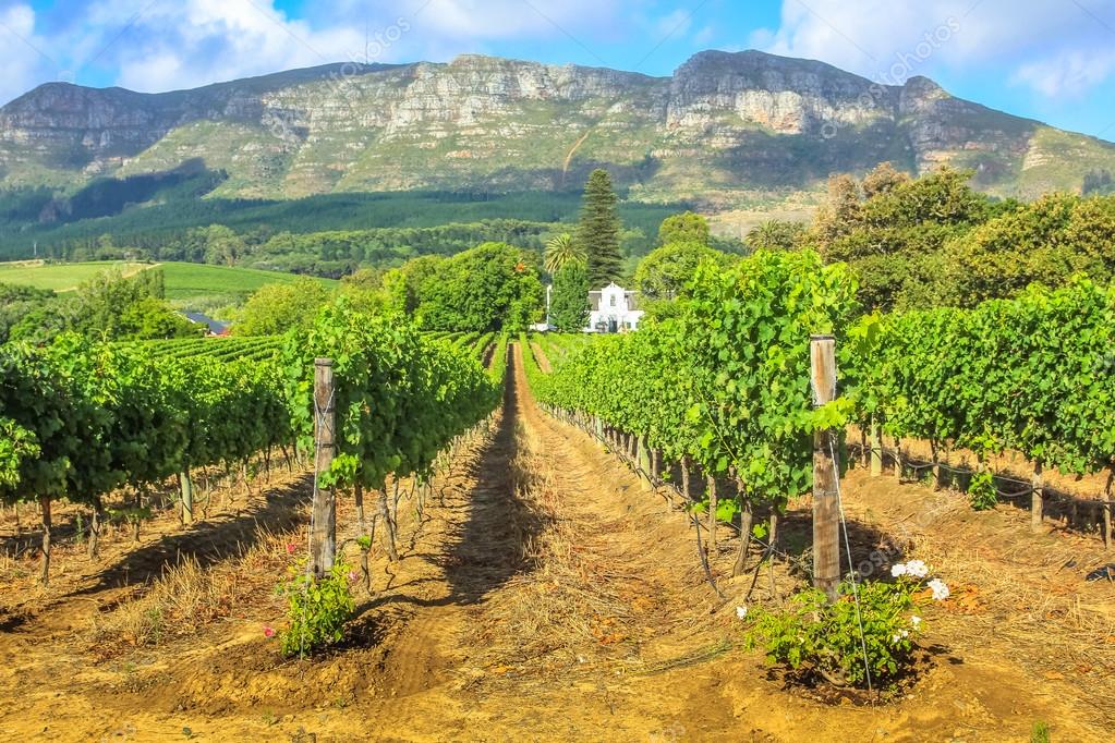 Stellenbosch Wine Route — Stockfoto 126212262 — Depositphotos