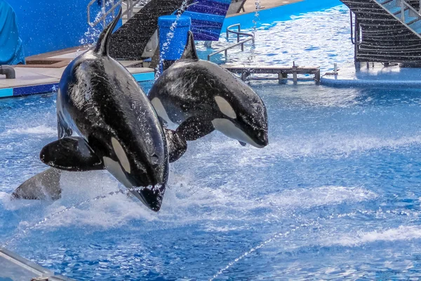 Two killer whale jumps