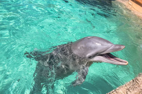 The cute dolphin