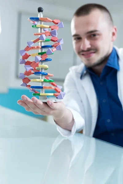 Scientist working with dna models