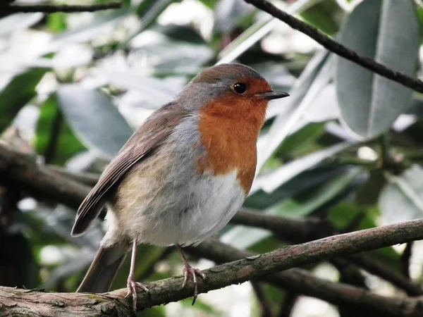 The cute friendly robin