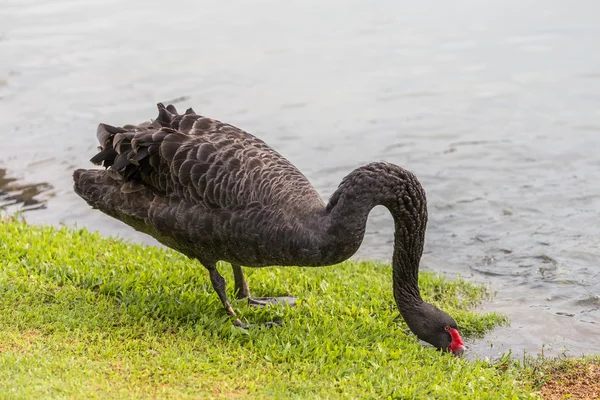 Black swan eating food and drink water