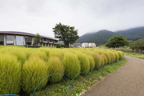 Kokia tumble weed at Oishi park, Lake Kawaguchiko, Yamanashi, Japan