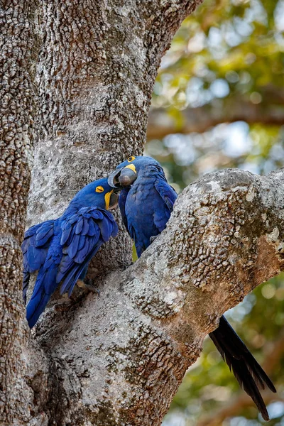 Hyacinth macaws parrots