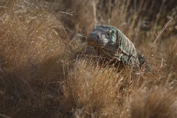 Komodo dragon in the beautiful nature habitat