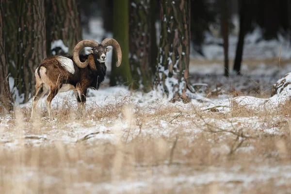 Big european mouflon sheep in the forest