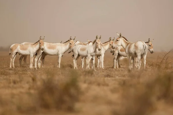 Wild donkeys in the desert in India