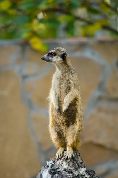 One meerkat standing on a rock and is closely monitoring what is