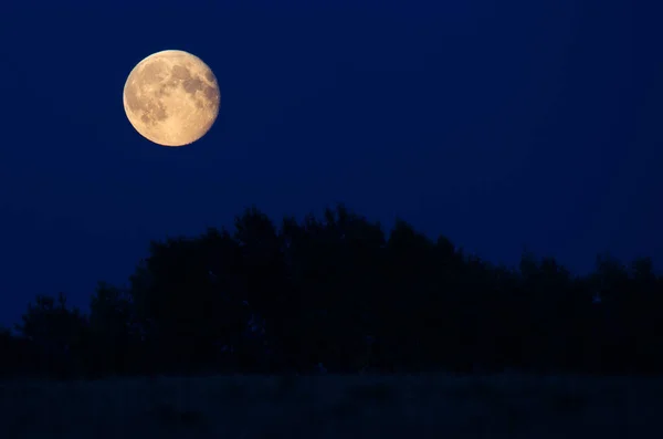 Lush round moon and the stars in the sky over the treetops at ni