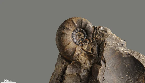 Ammonite - fossil mollusk.