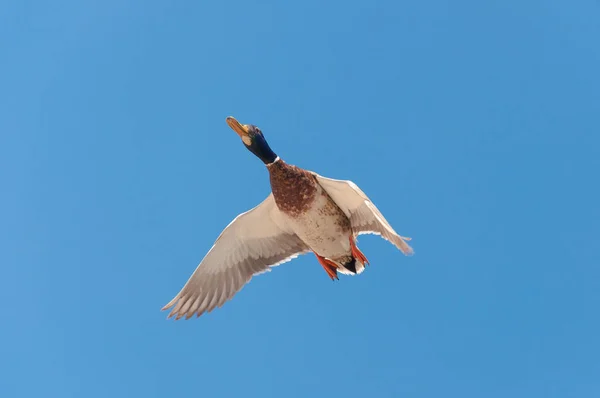 Duck flying in blue sky. Bird with spreaded wings.