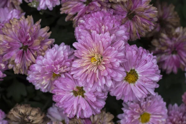 Natural background of sensual purple chrysanthemums. fresh flowers and fading