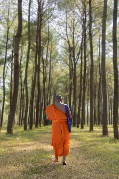 The monk walking into  the forest in the morning