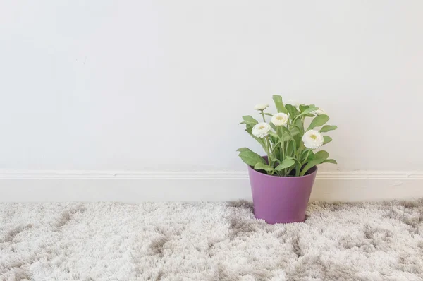 Closeup artificial plant with white flower in purple pot on blurred gray carpet and white cement wall textured background under window light