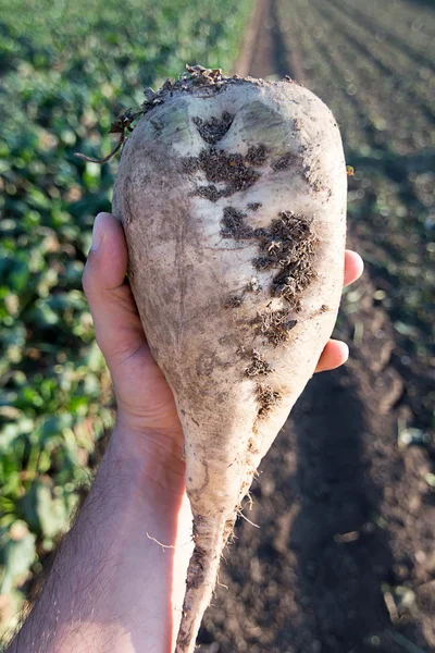 Hand holding sugar beet. Sugar beet harvest.