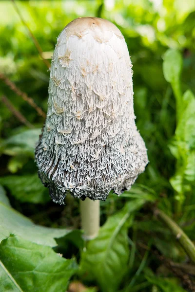 Shaggy ink cap (Coprinus comatus), lawyer\'s wig or shaggy mane. Common fungus often seen growing on lawns. Natural background with mushroom.